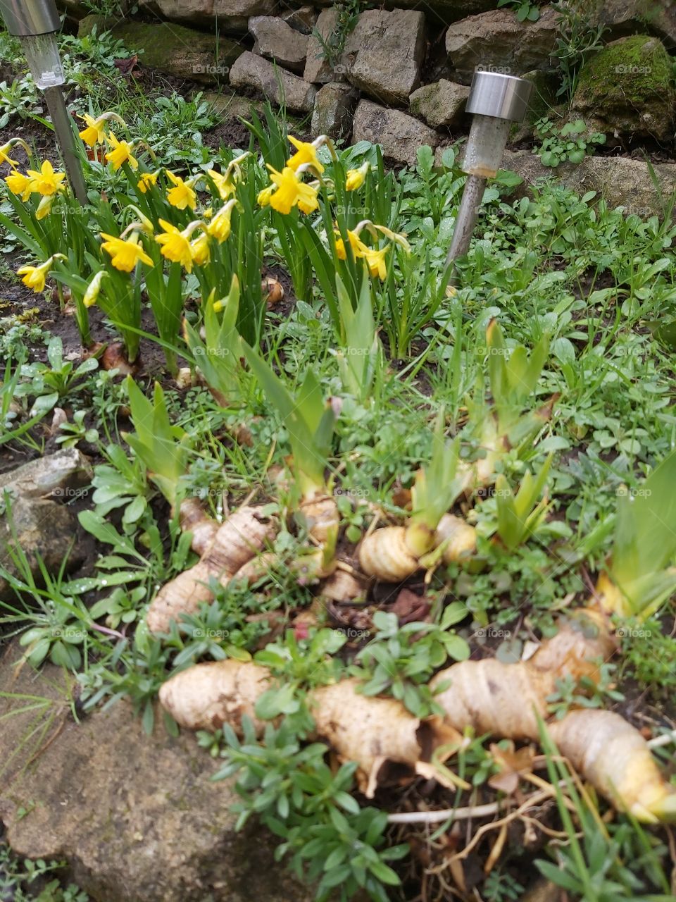 Jonquilles et iris