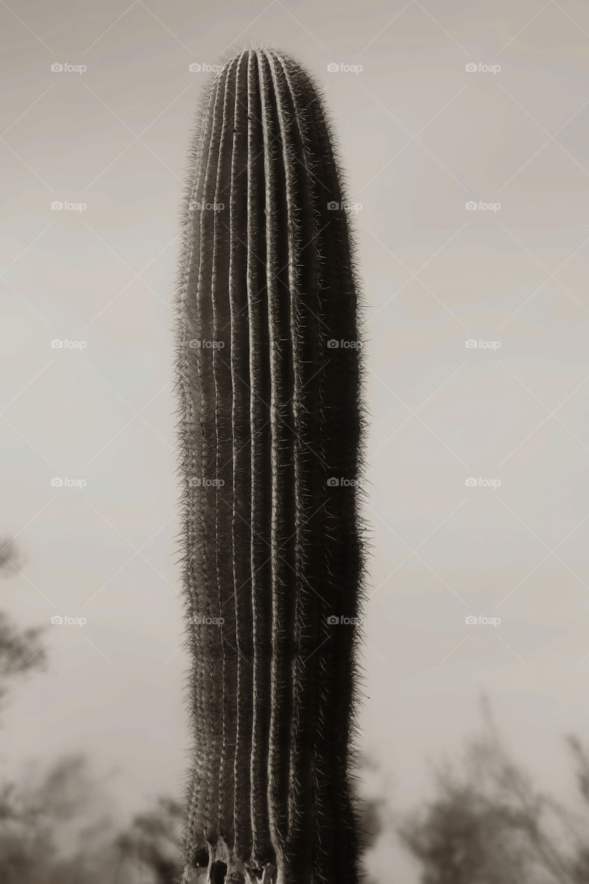 Saguaro cactus
