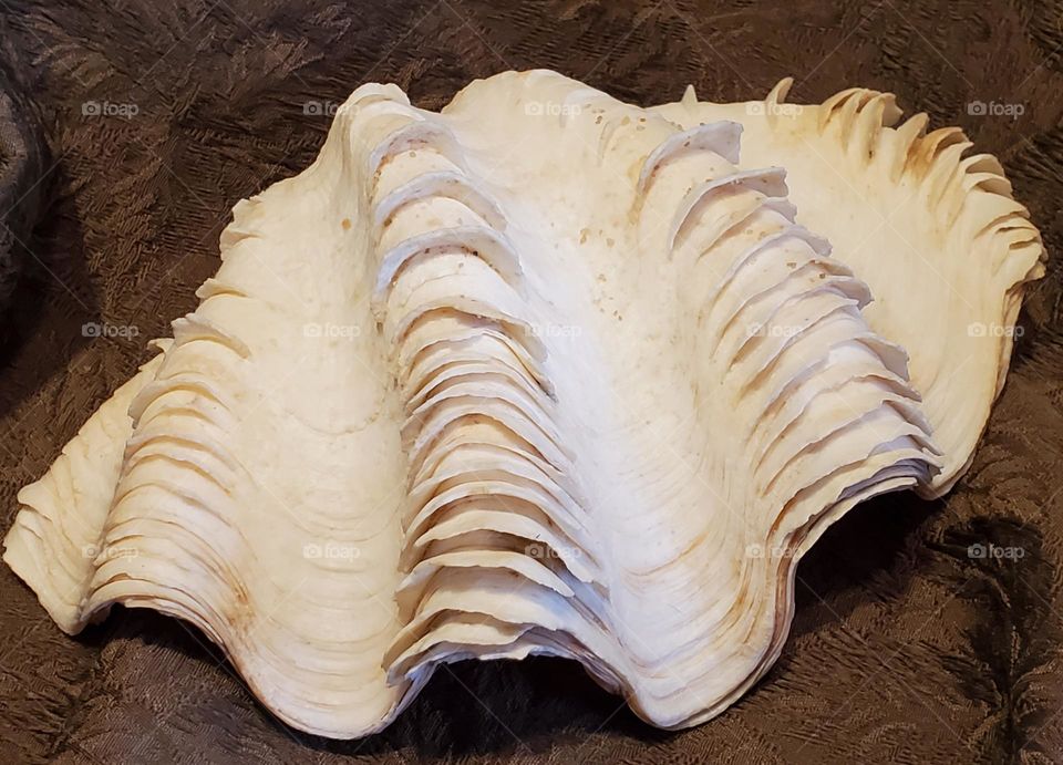 Giant Clam Shell