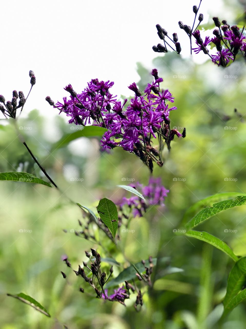 A pop of purple