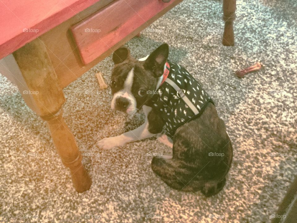 Adorable Boston Terrier under the table