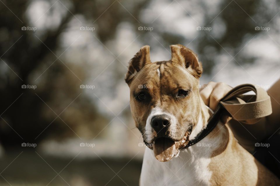 close up portrait of dog . pet concept