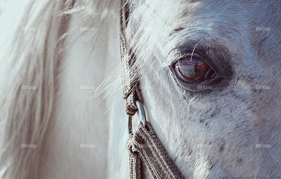 Eye of stallion 