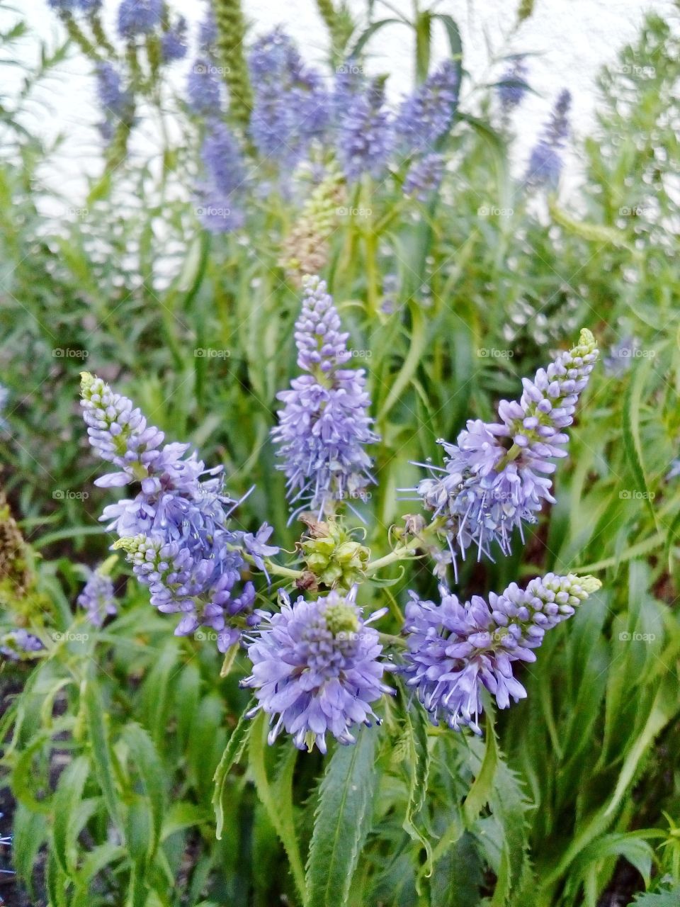 beautiful flowers in summer time