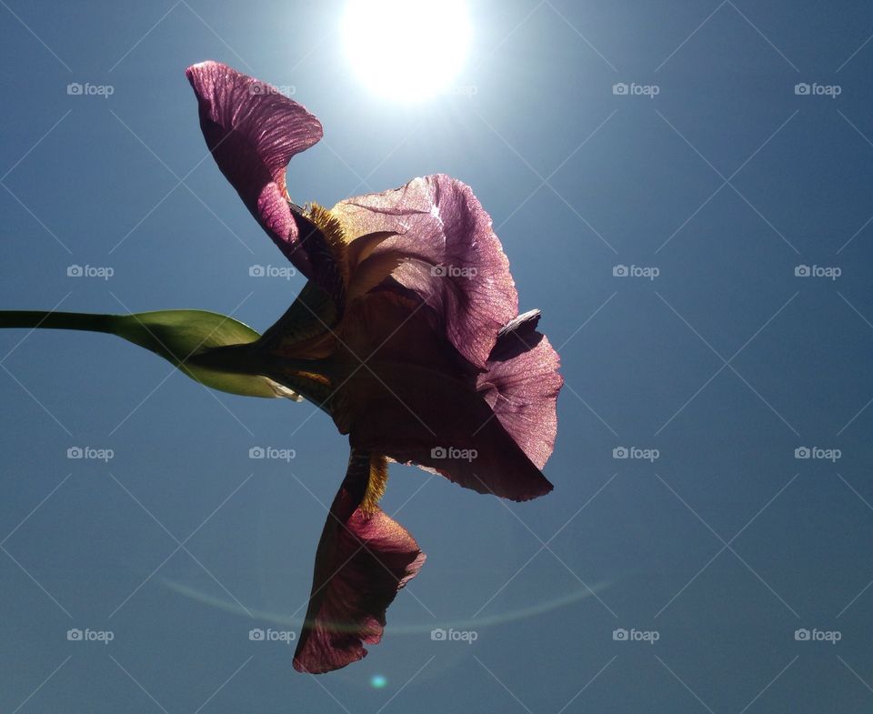 Low angle view of flower