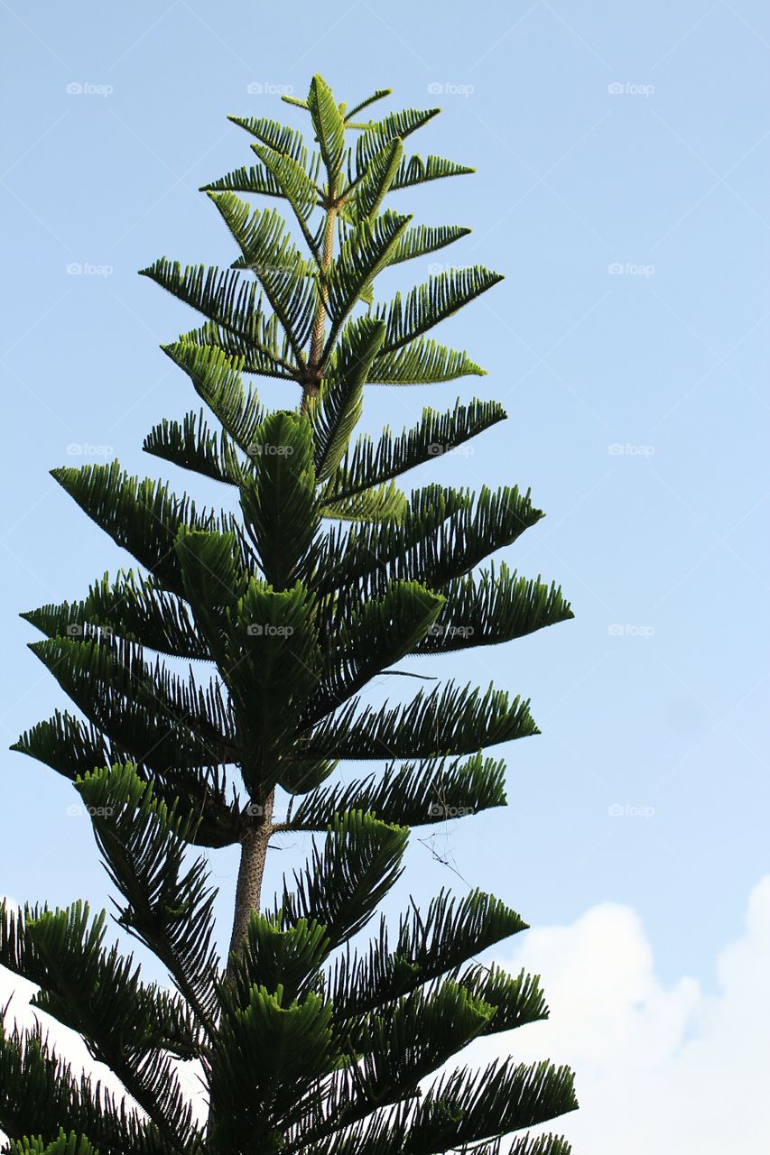 tropical pine plant
