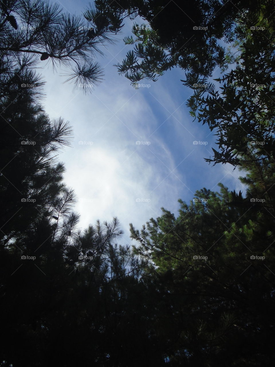 FOREST TREES LANDSCAPE