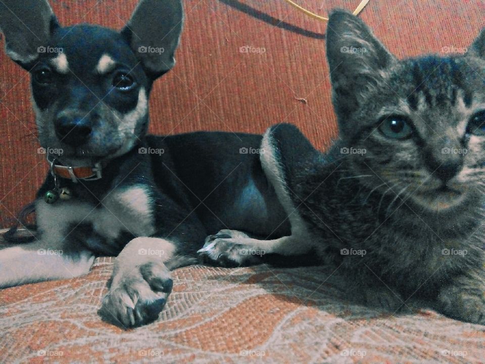 chuchay and Lufitha🐶😻