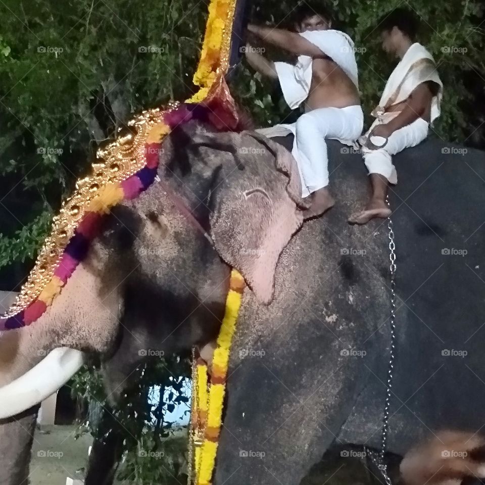 elephant