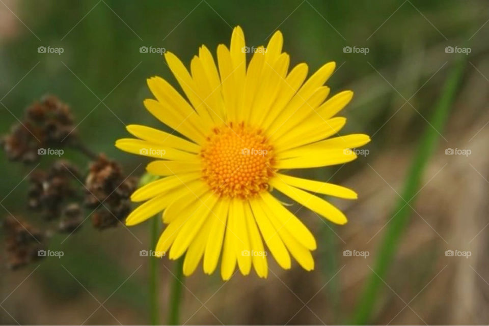 yellow flower blomma gul by paula