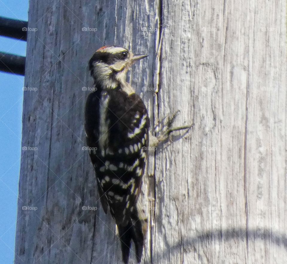 downy woodpecker