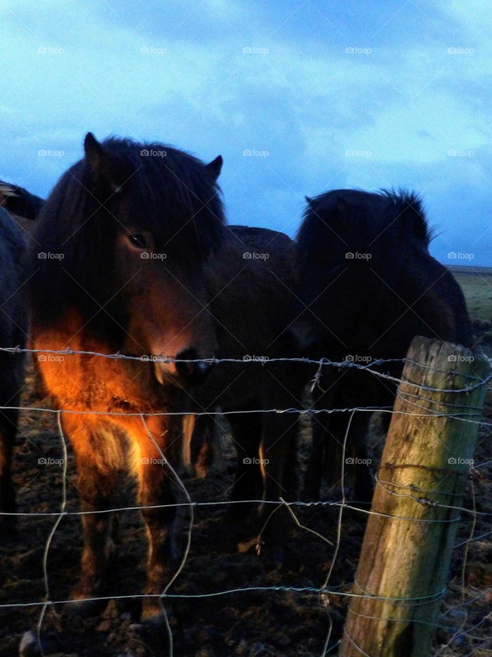 Horses by a fence