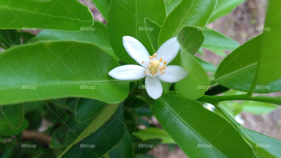 Nature, Leaf, Flora, No Person, Summer