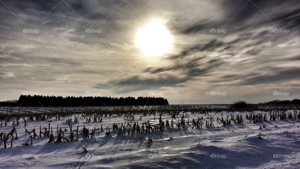 Corn Field in Winter