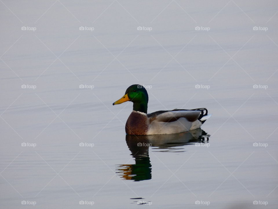 duck