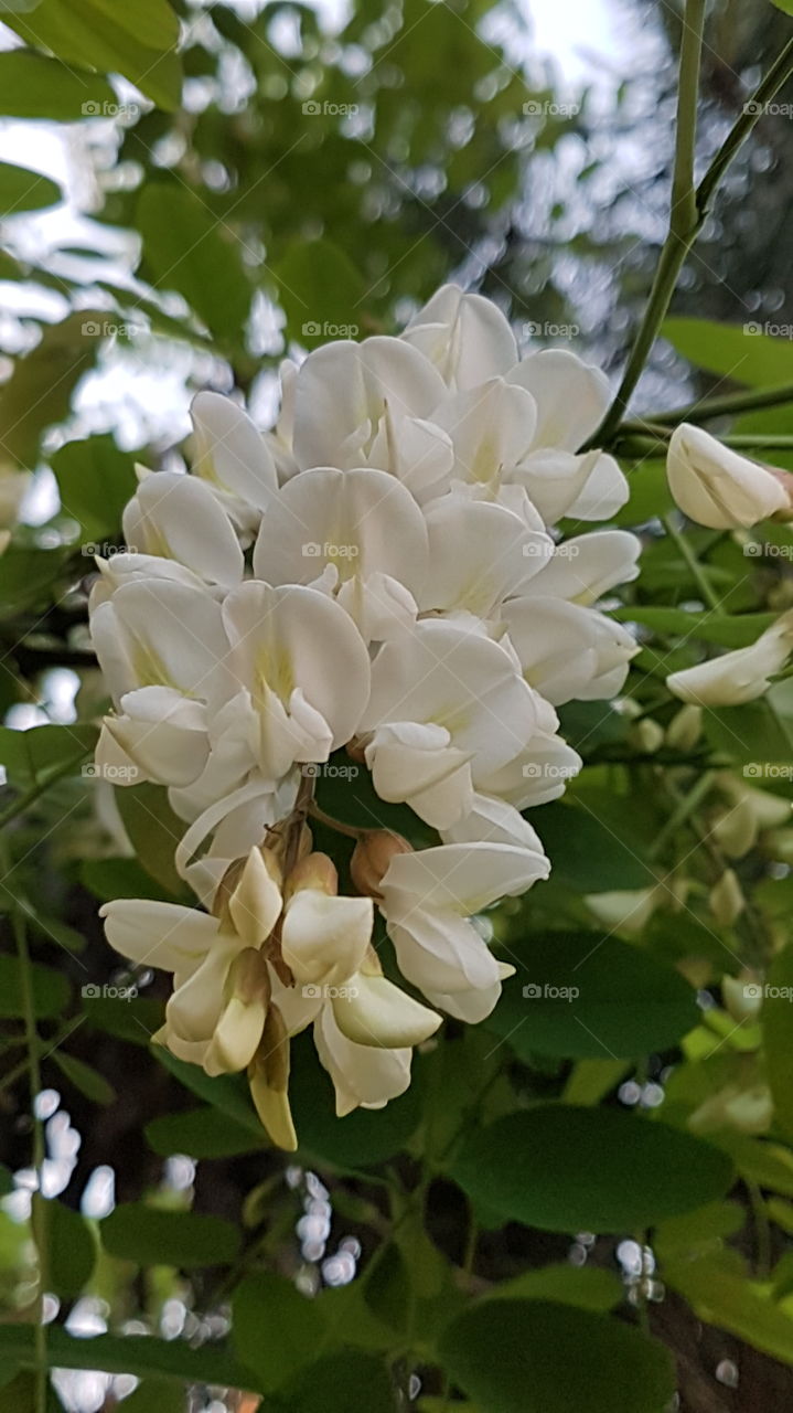 acacia flowers branch in spring