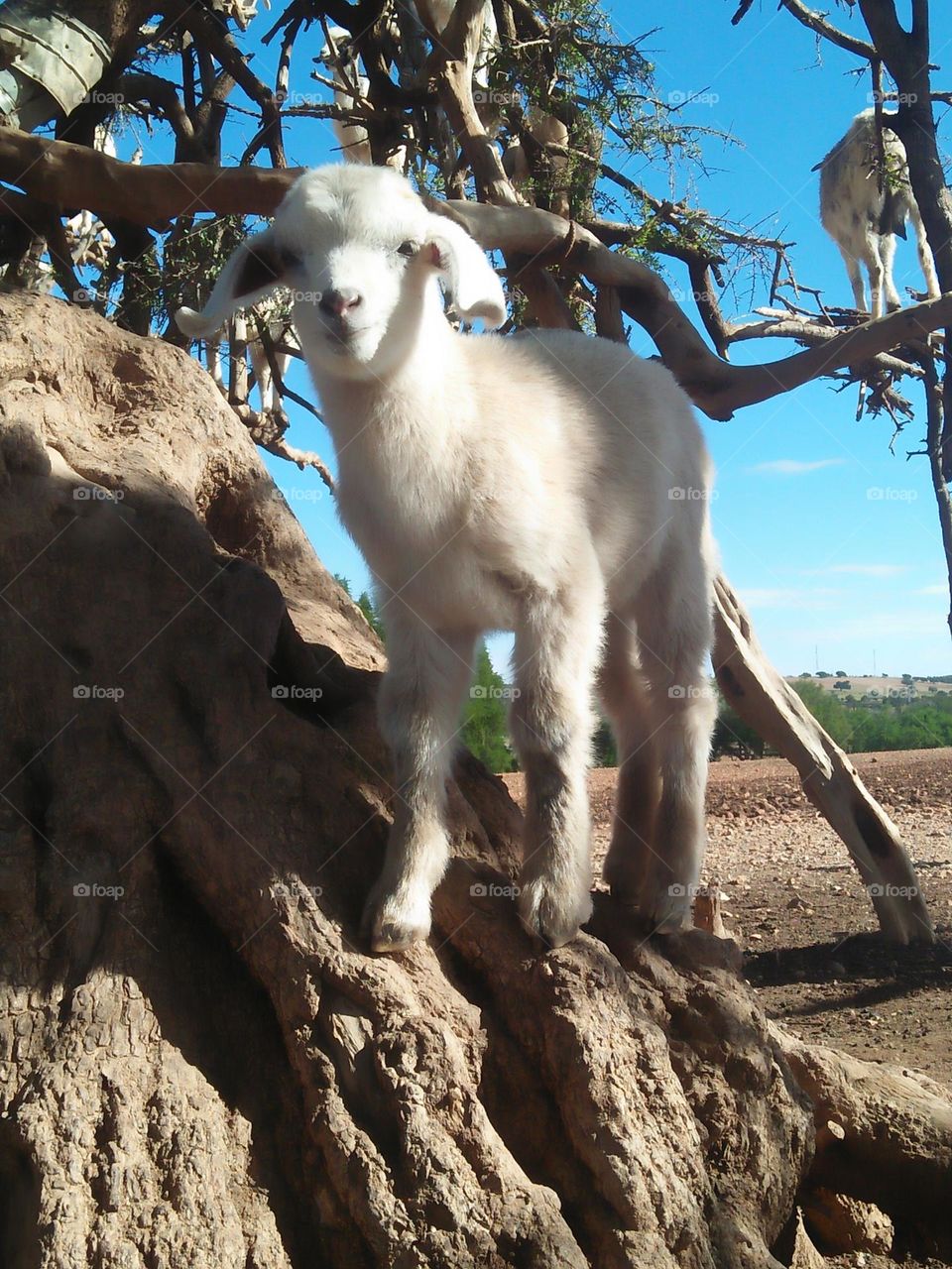 Beautiful lamb on argania spinosa tree looking at my camera at essaouira in Morocco.