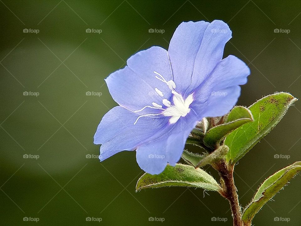 Purple flower in bloom, blooming, spring, flower, purple, fresh, nature, beauty in nature