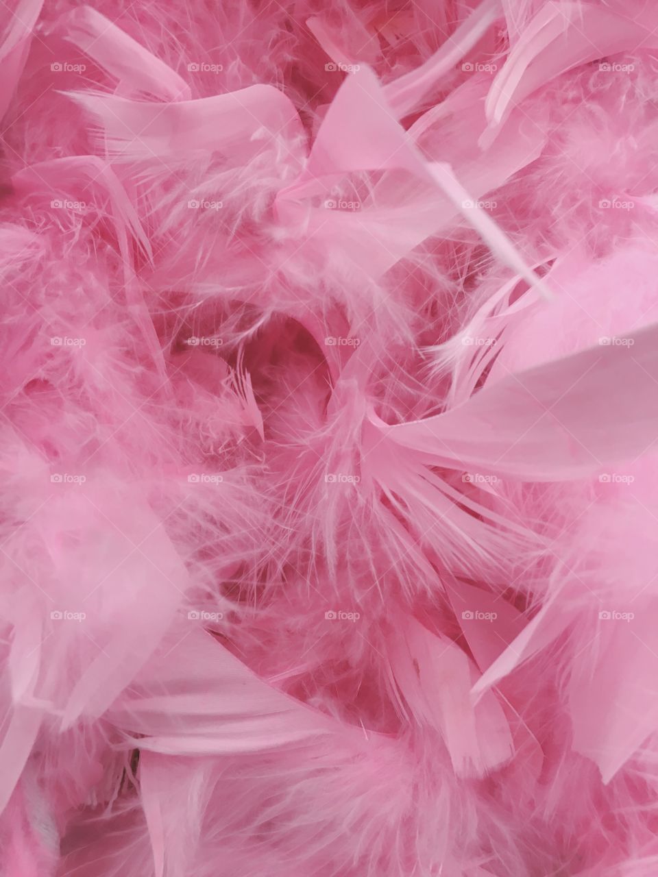 Pink feather