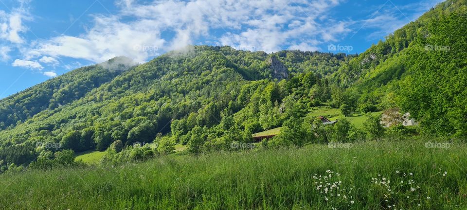 beautiful forest