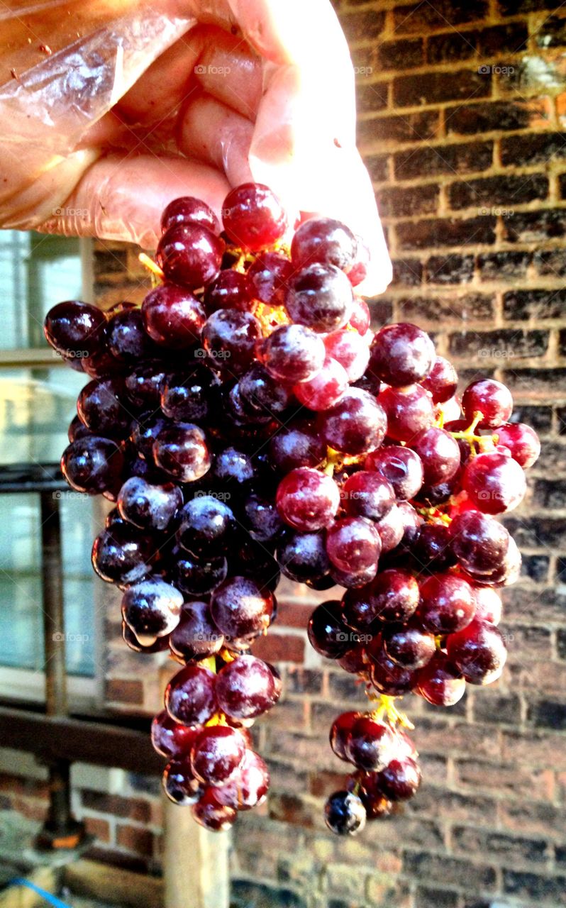 Grapes for Wine Making 