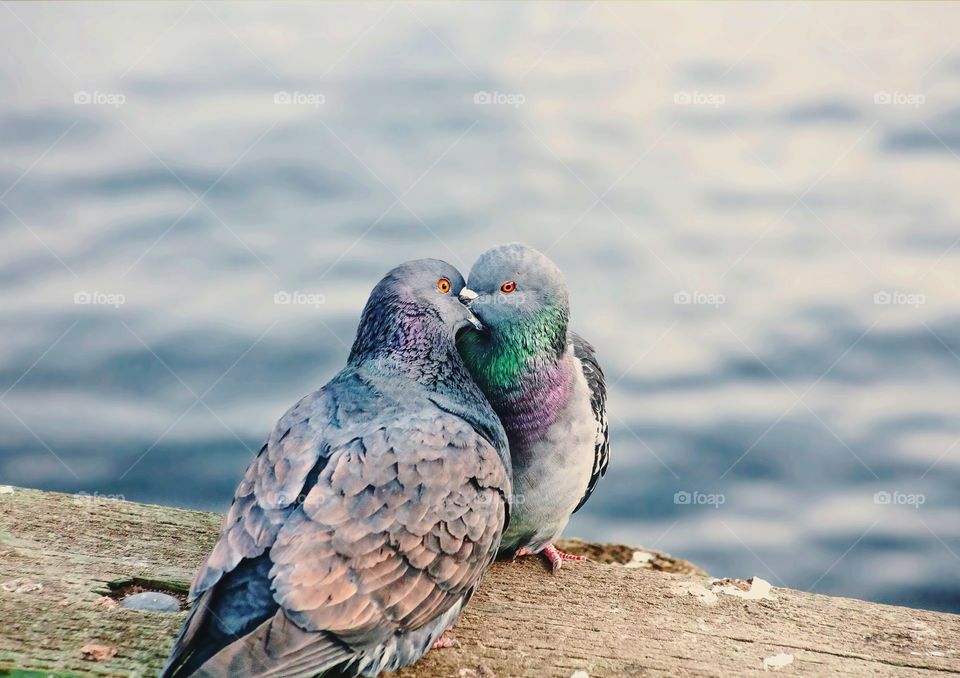 Two pigeon in love