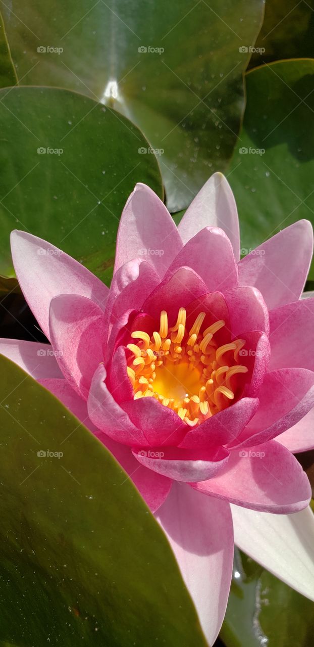 another close up of a lotus and lily pads