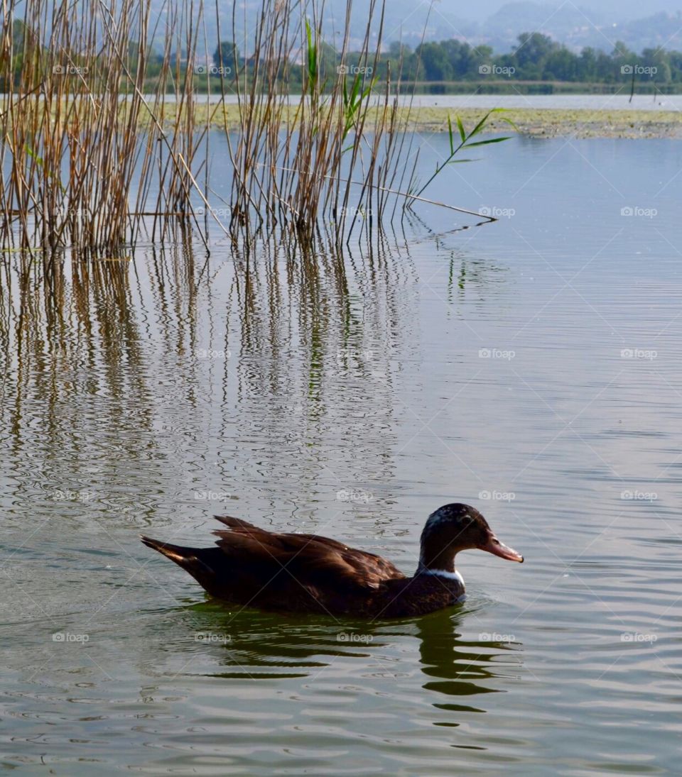 Duck swimming in Alserio Lake