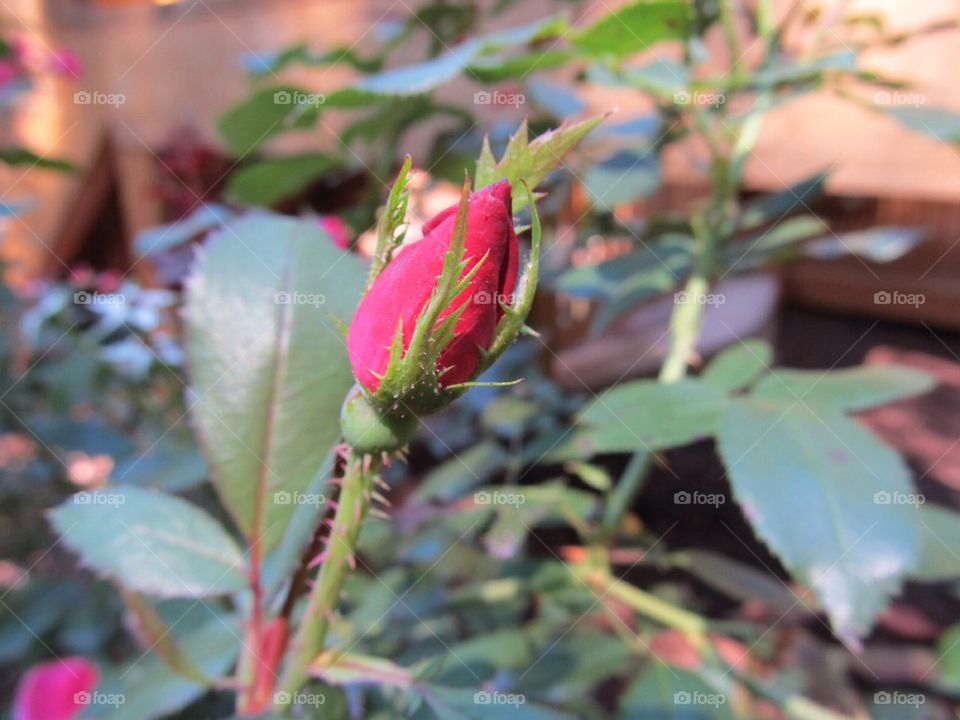 Rose bud flower