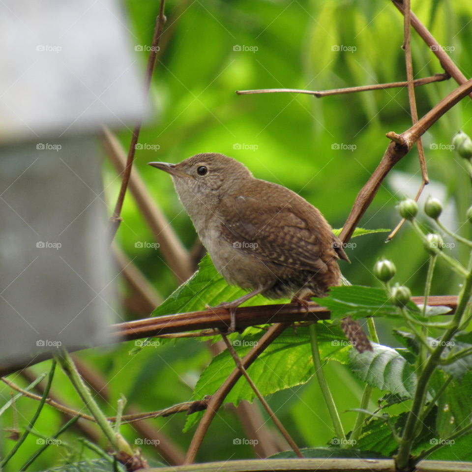 Little brown wren perched in the brush along the corn field.