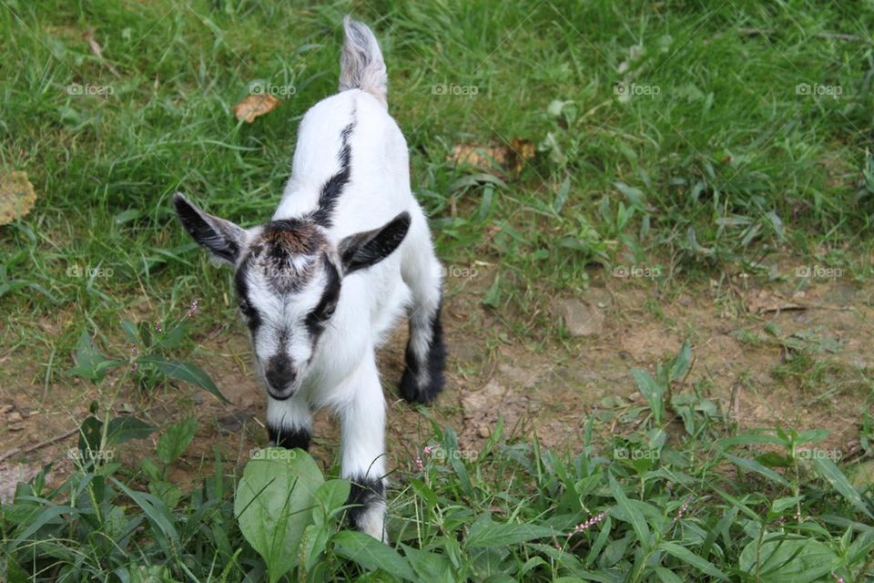 Baby Goat