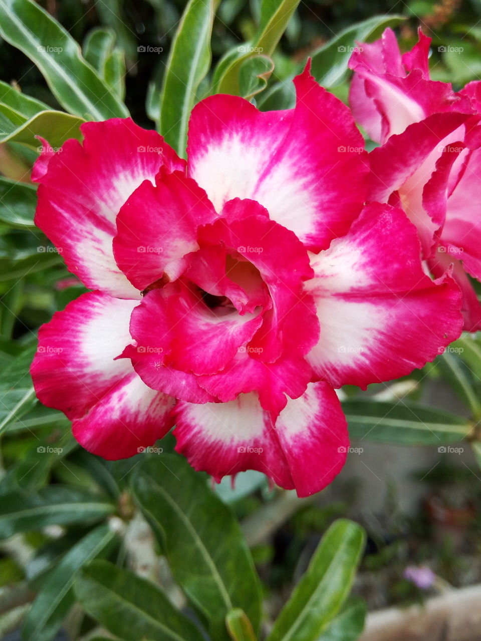rosy pink desert rose