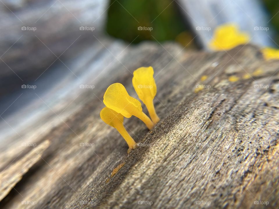 Jelly Fungus growing on a log
