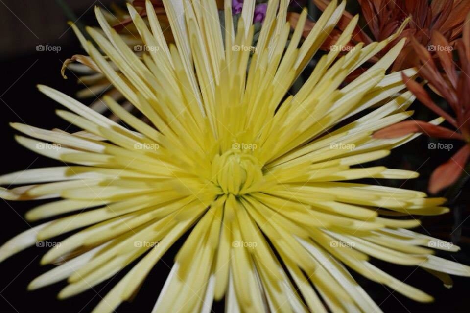 Spiky Flower