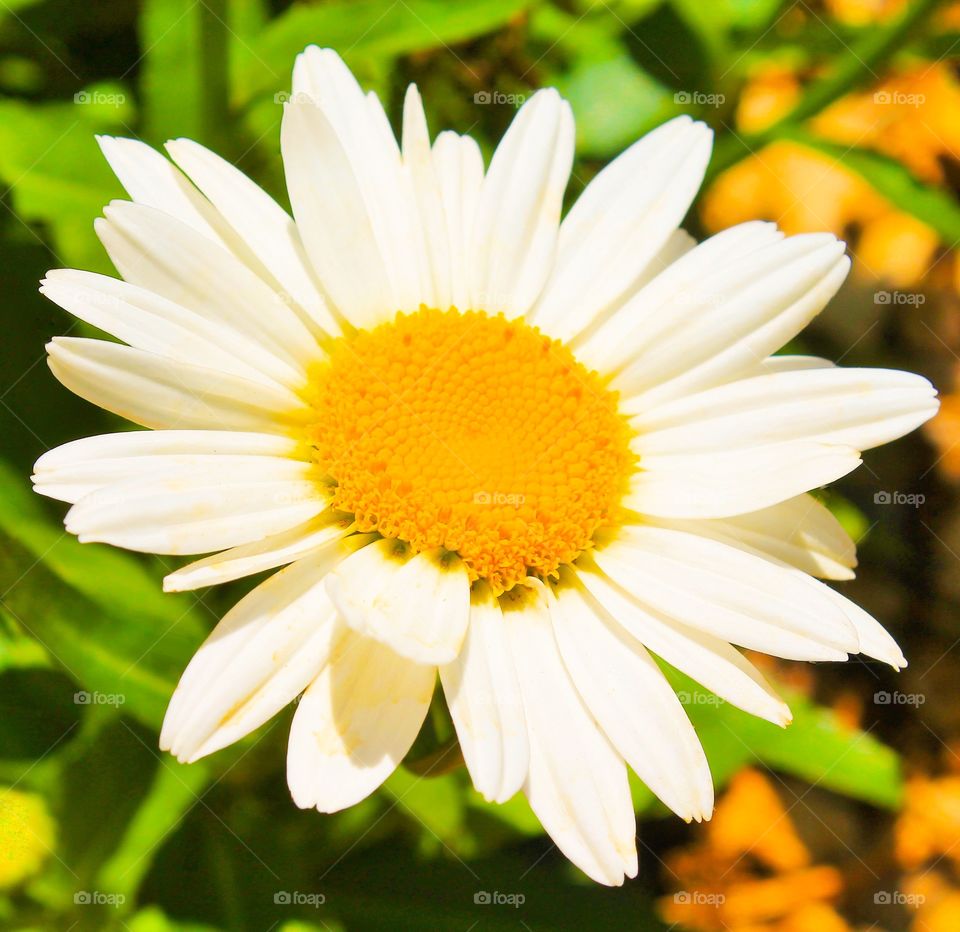 Close-up of a white daisy flower