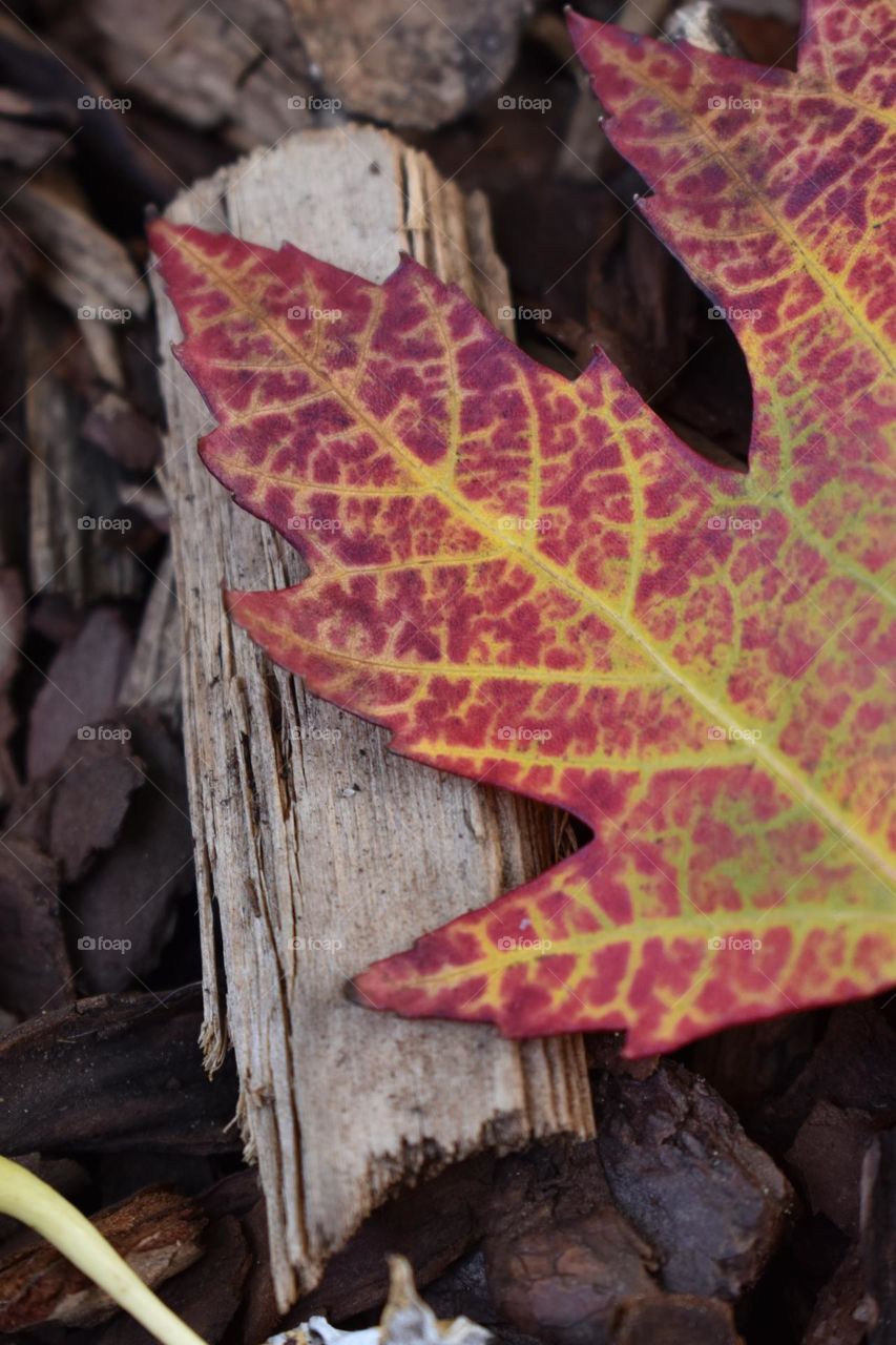 A colorful leaf on the ground in autumn season.