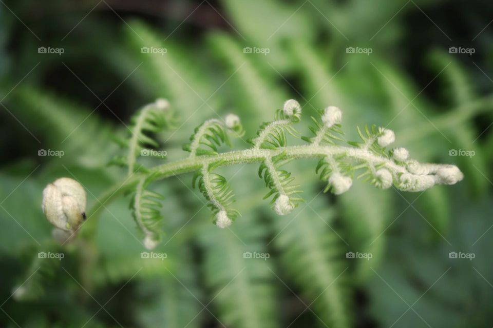 fern leaves