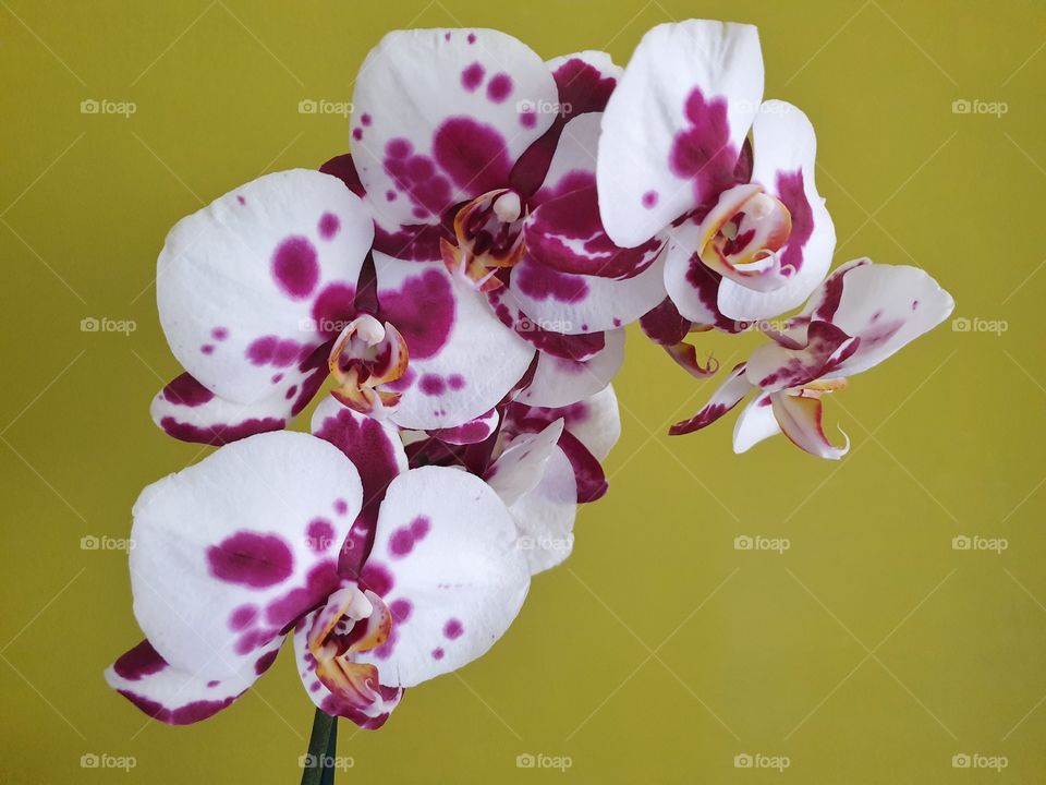 Orchid