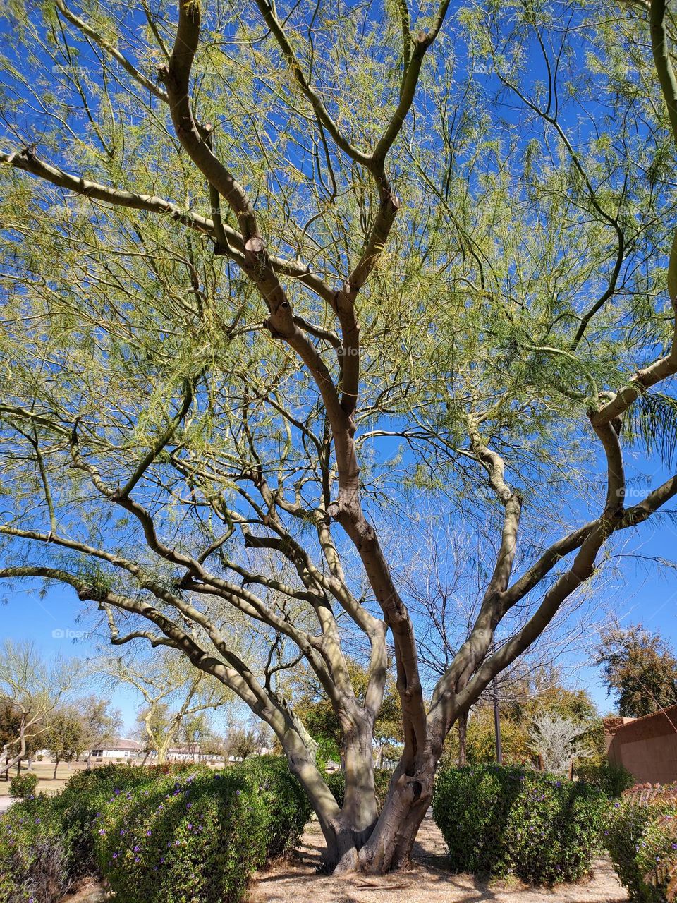 Beautiful Tree on a Spring Day