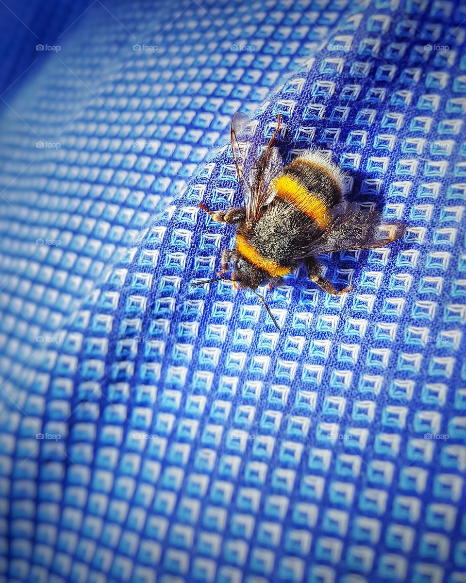 Bee on shirt