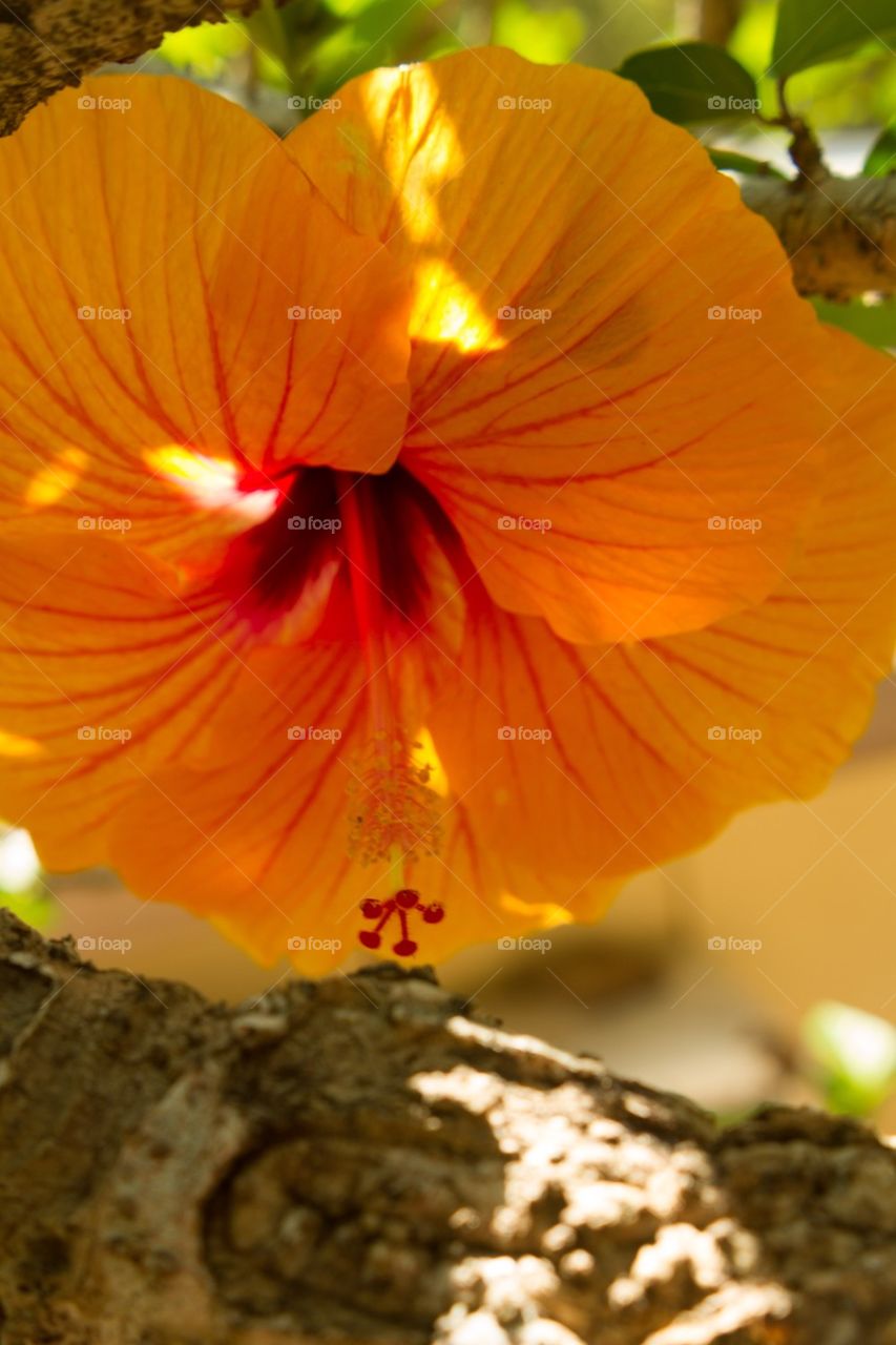 Yellow Hibiscus