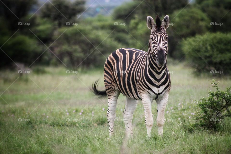 zebra looking beautiful on a cloudy afternoon.