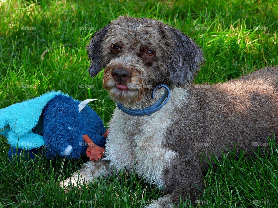 Glimmers: Small Moments of Happiness  - Portuguese water dog posing with his stuffed toy