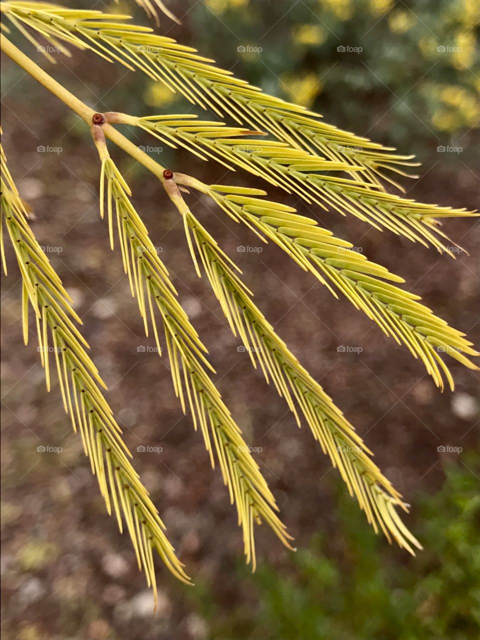 Yellow leaves