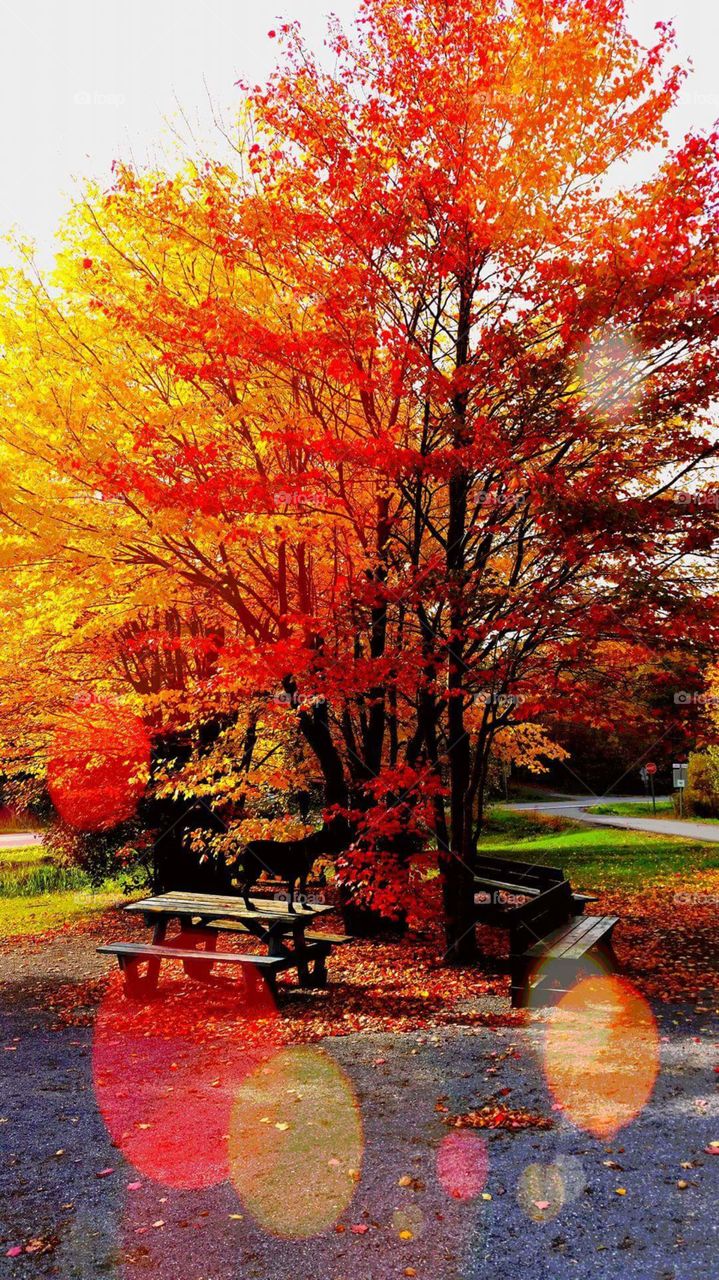 autumn picnic