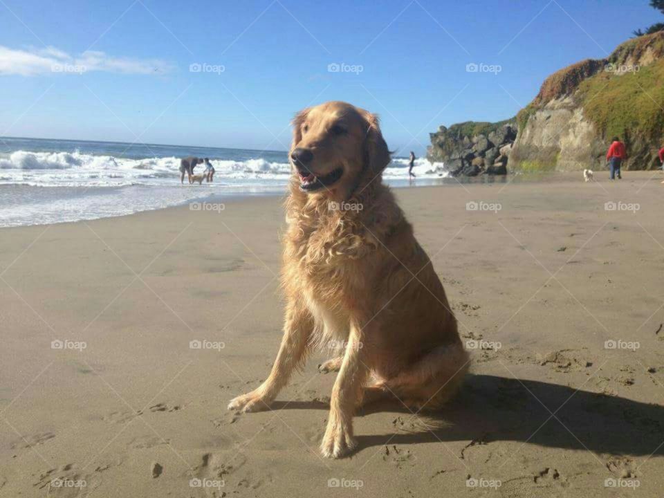 dog and her beach