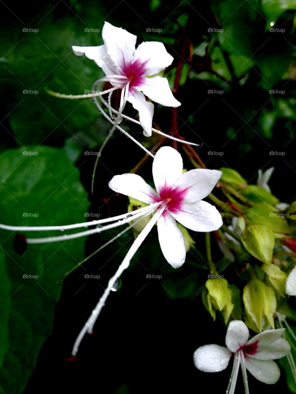 Flower, white and pink colour jungle flower with green leaf.