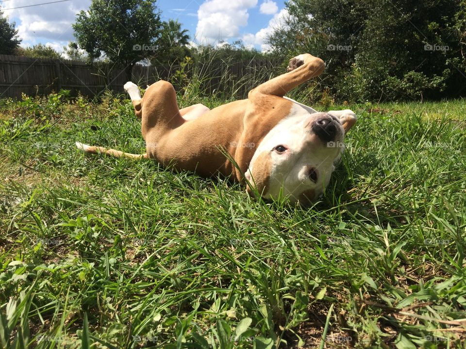Pit bull, happy dog, rolling dog, large dog, outside, summer, spring, grass, sunny day, happy dog, silly dog, tan and white, brown and white, friendly dog