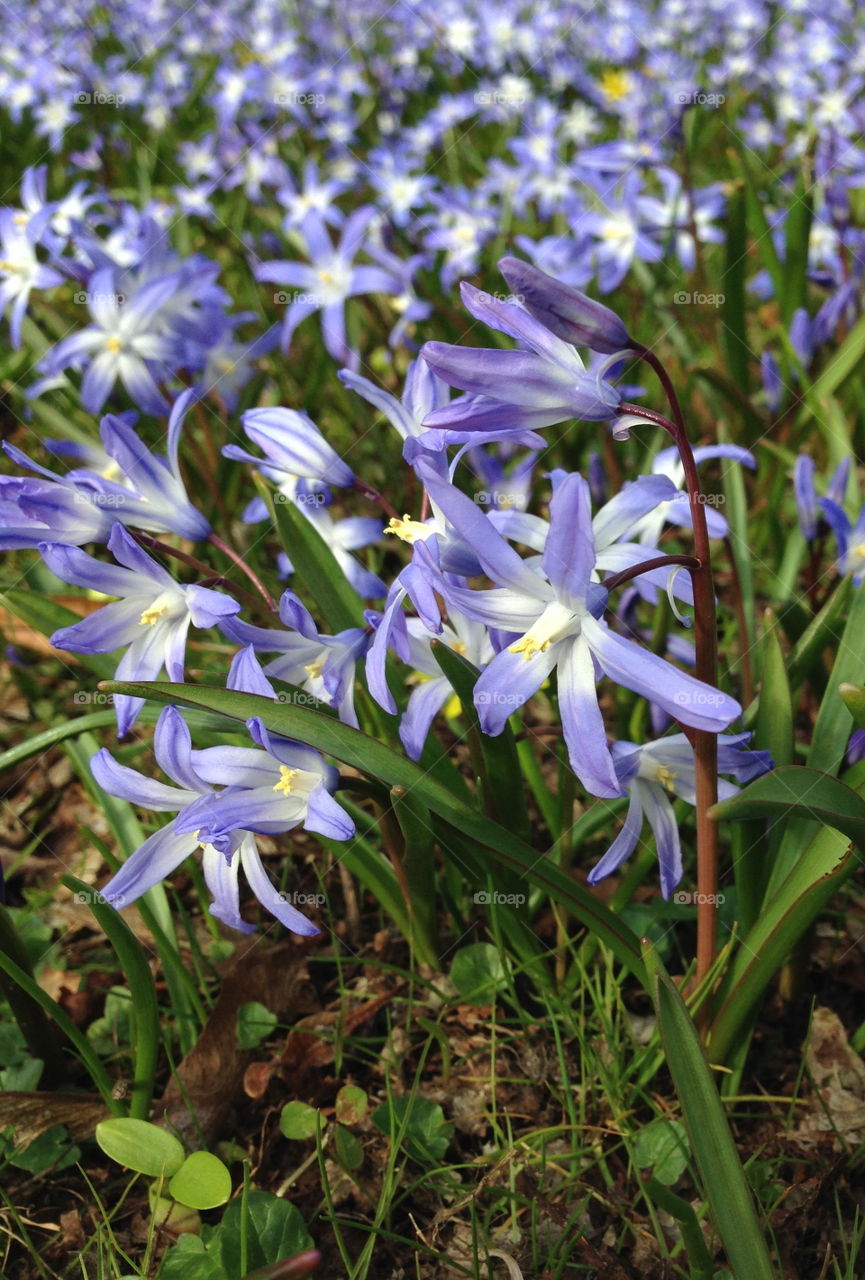 Spring flowers.