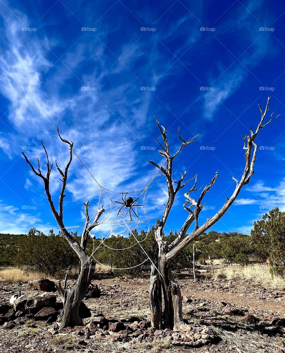 Natural Halloween decoration!! Giant spiders web in the desert in Terlingua Texas